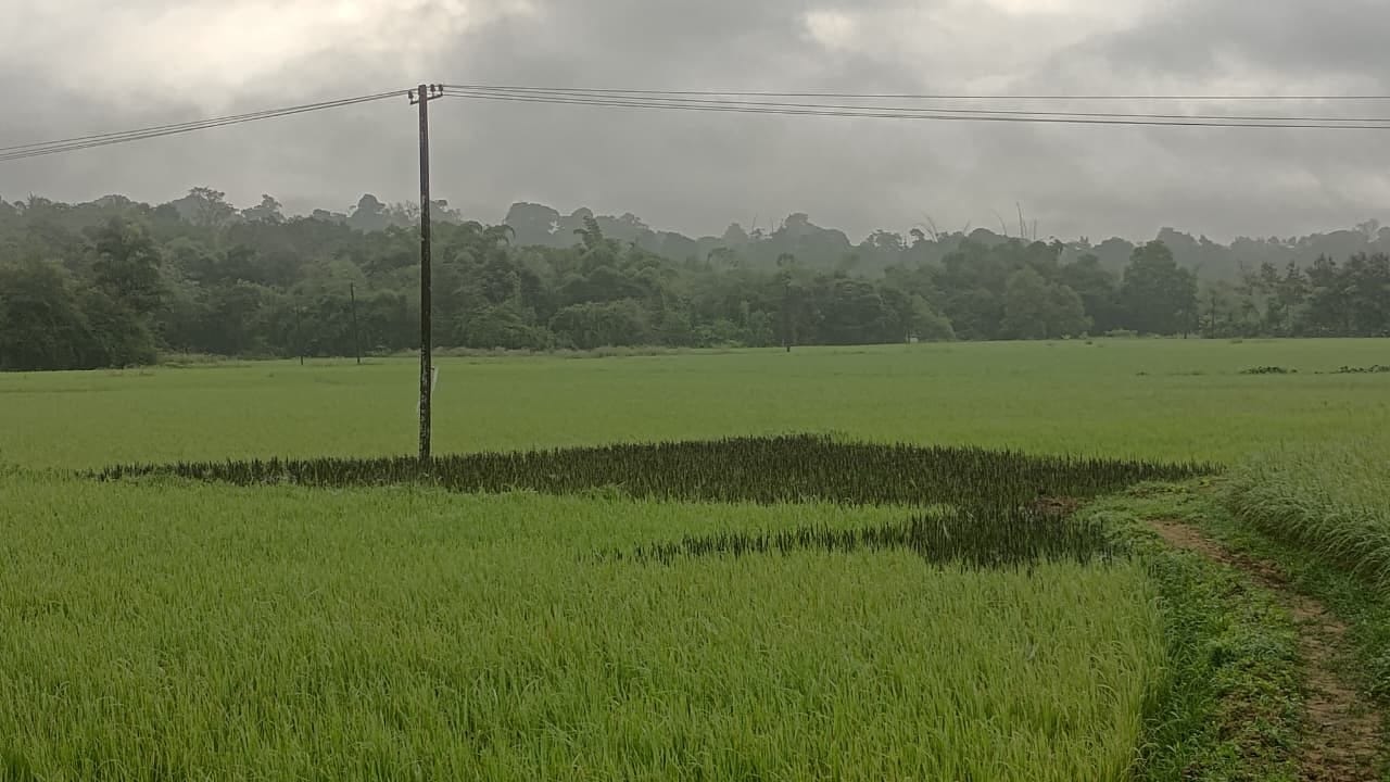 A paddy field near Ponnampet. Photo by Ravi Shankar