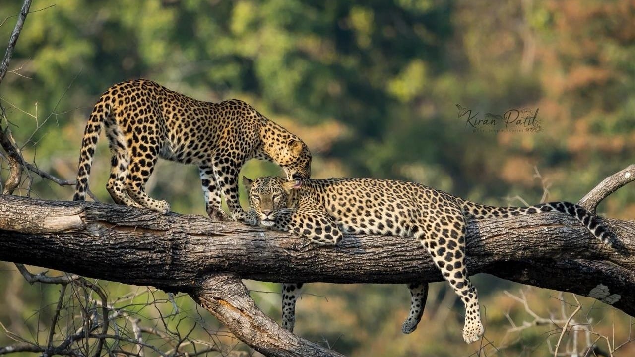 Animal birth control: Focus on elephants, leopards in conflict