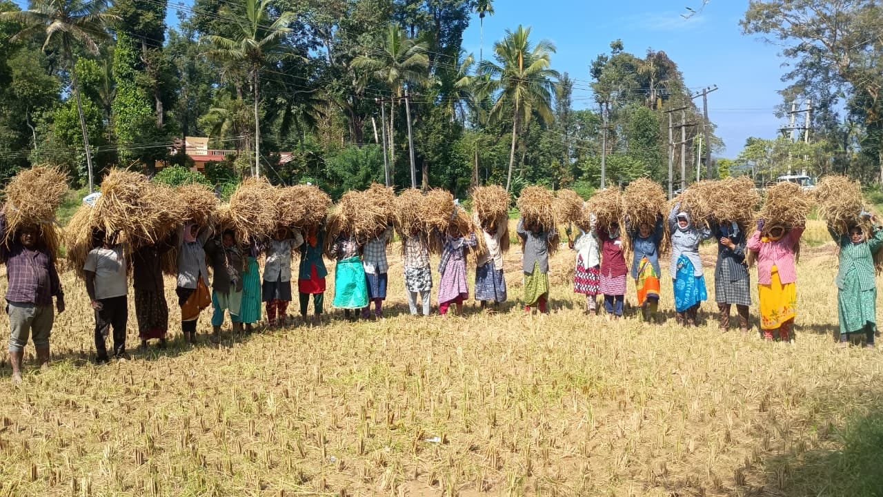 Workers with harvested paddy. Photo by Ravi Shankar