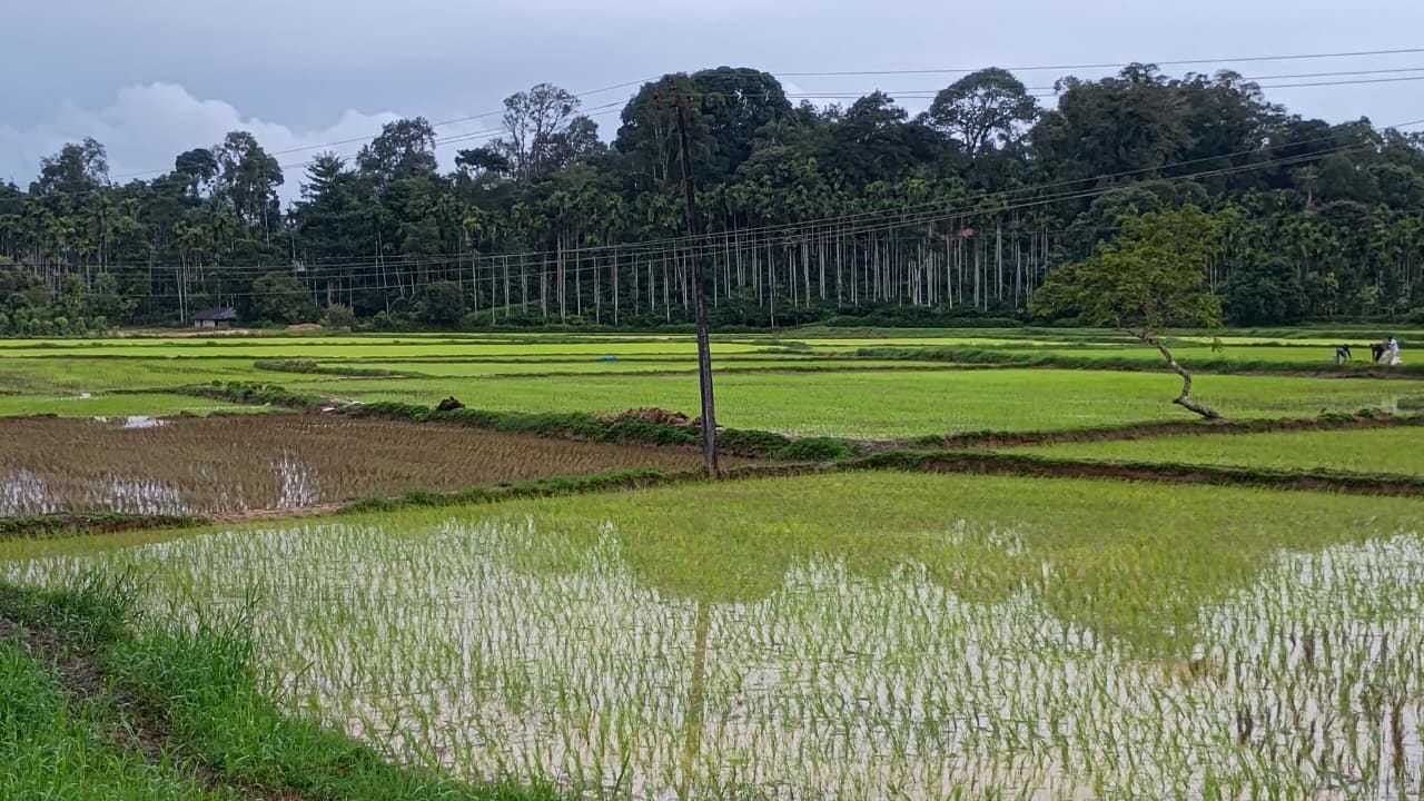 A paddy field near Ponnampet. Photo by Ravi Shankar
