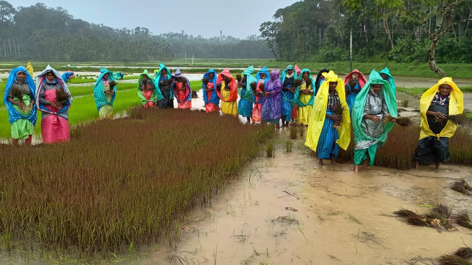 Women workers bundle paddy seedlings for transplantation in a field near Ponnampet in Kodagu. Photos by Ravi Shankar
