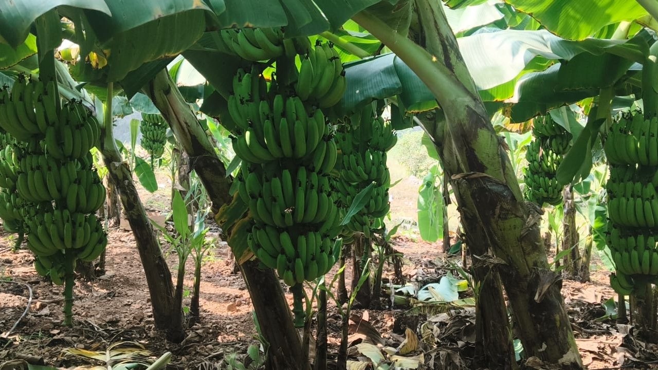 Temporary halt to West Asia conflict comes too late for Andhra Pradesh's banana farmers
