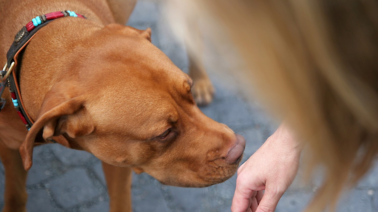 Some highly trained dogs can sniff out upcoming health crisis in people
