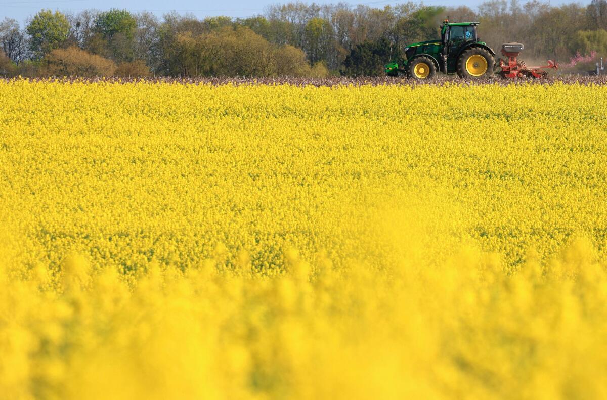A tractor drives past a rapeseed field in Feluy, Belgium.