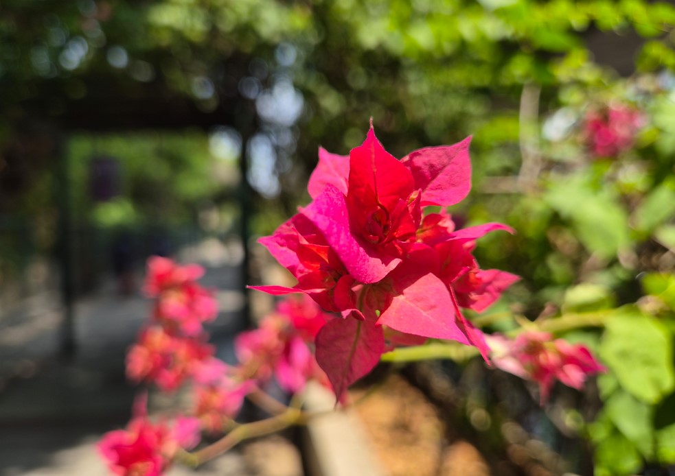 Samsung Galaxy S26+'s camera sample.