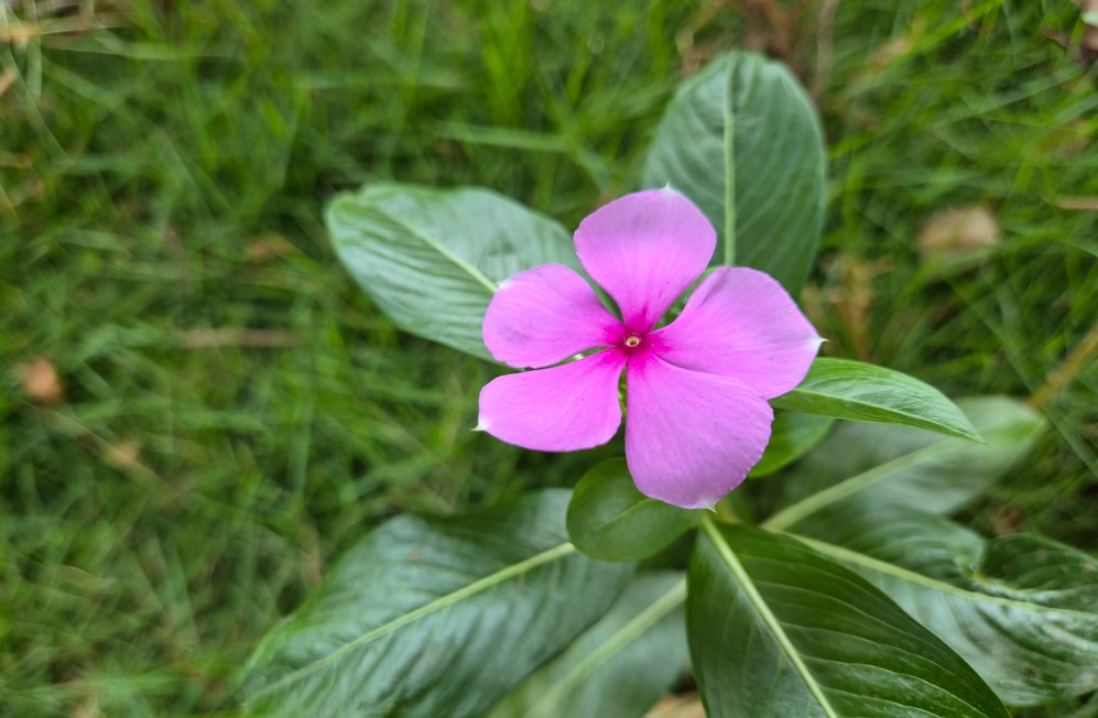 Samsung Galaxy S26+'s camera sample.