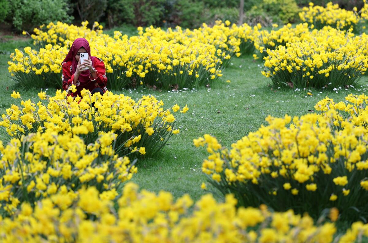 A person records images of daffodil flowers in St. James's Park in London, Britain.