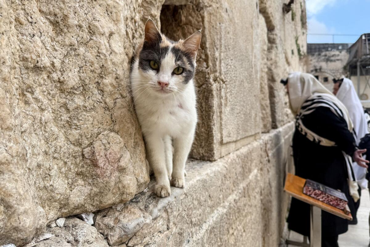 A cat stands in a crack of the Western Wall, Judaism's holiest prayer site, after it was opened to the public following the announcement of a two-week ceasefire in the Iran war, in Jerusalem's Old City.
