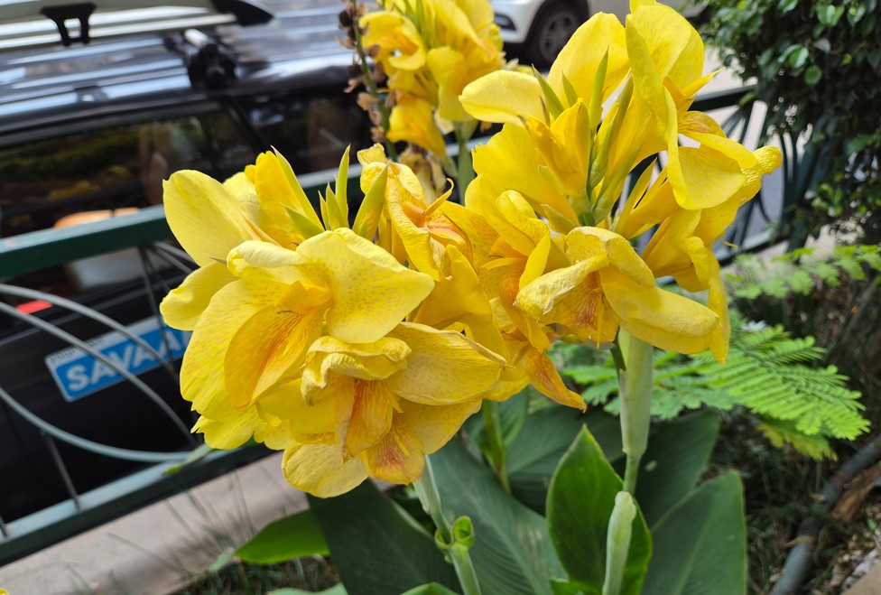 Samsung Galaxy S26+'s camera sample.