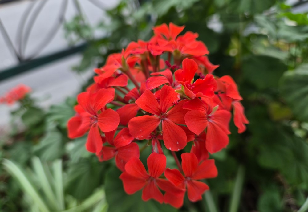 Samsung Galaxy S26+'s camera sample.