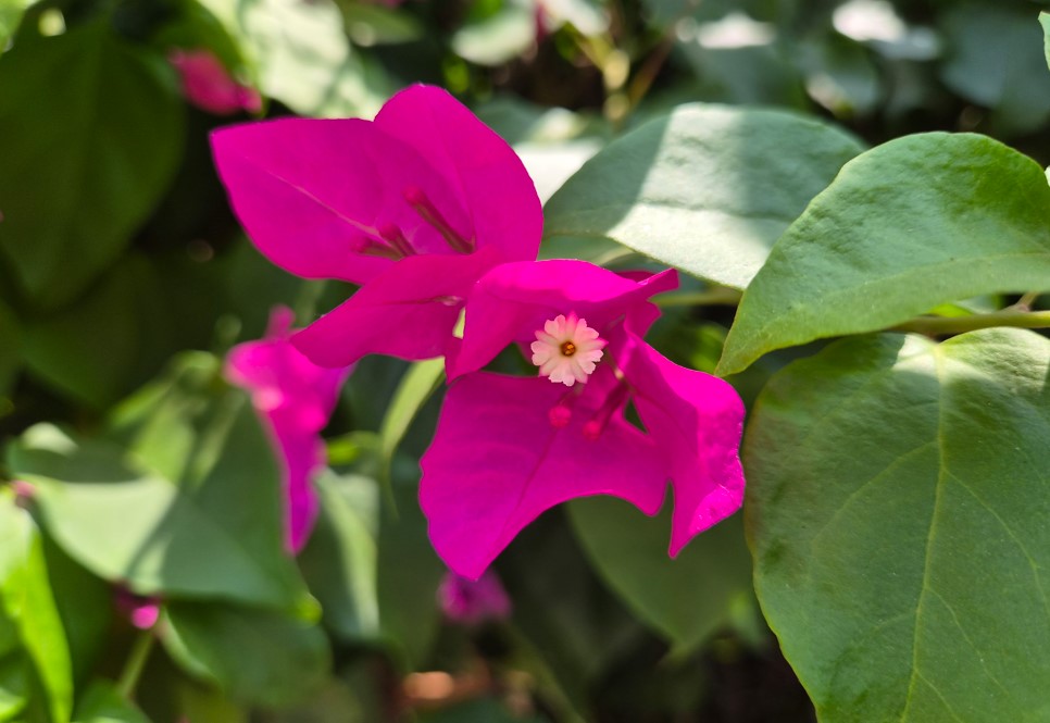 Samsung Galaxy S26+'s camera sample.