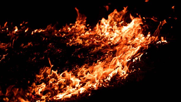 Bengaluru man held for garbage fire that killed five cows, gutted shops