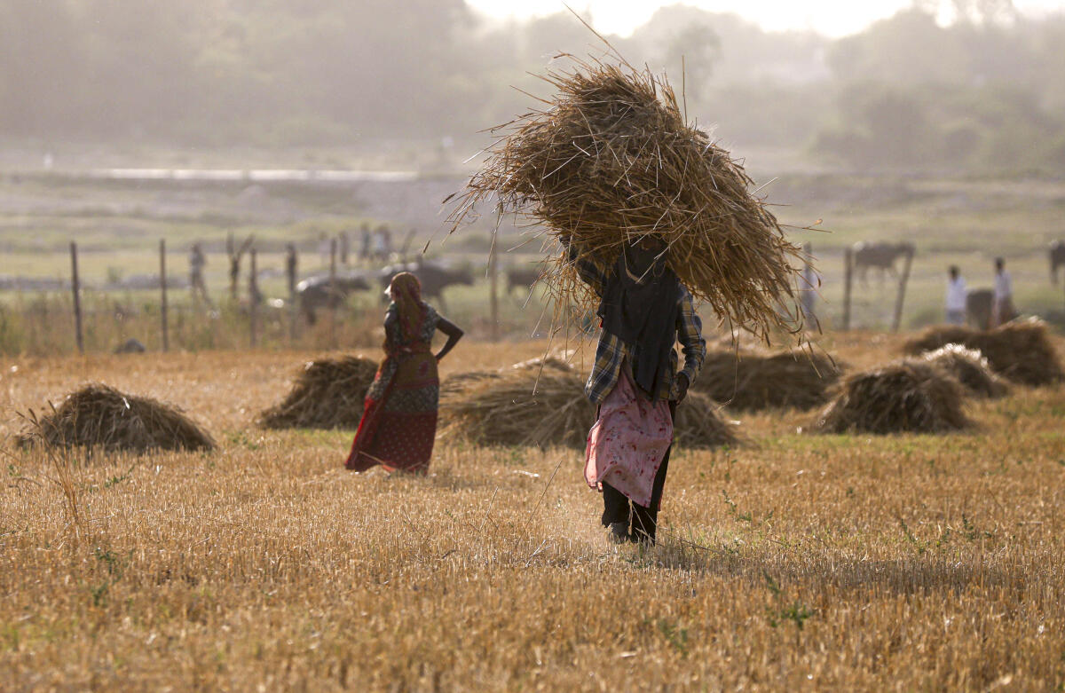 A farmer carries a bundle of harvested wheat in a field in Prayagraj