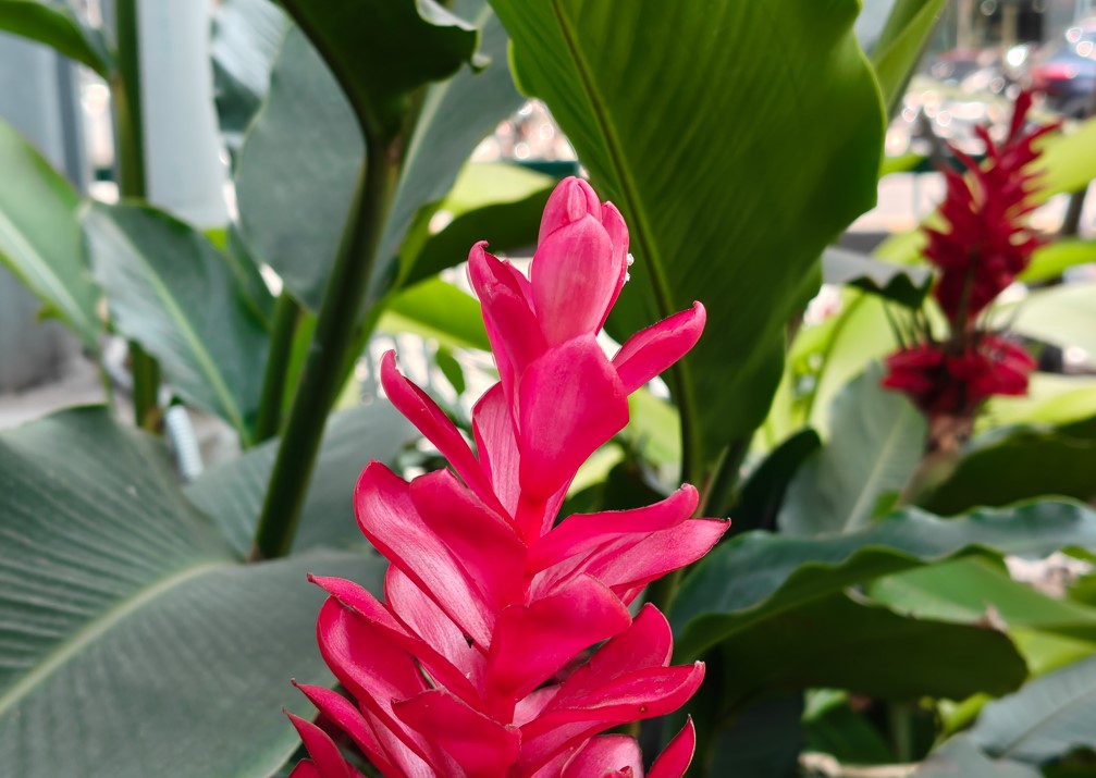 OnePlus Nord 6 camera sample.