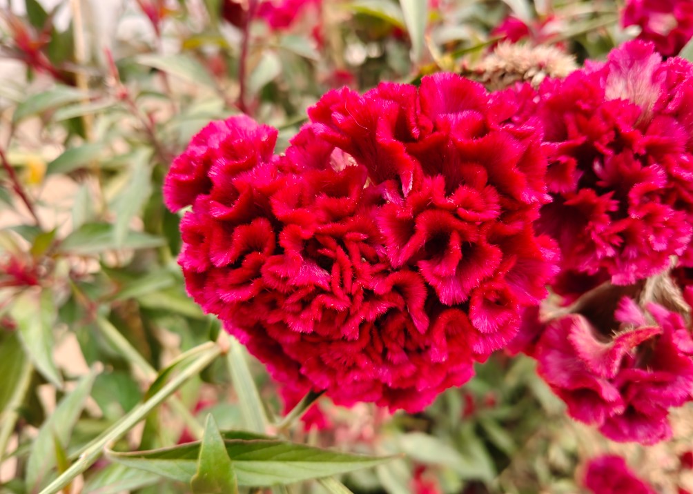 OnePlus Nord 6's camera sample.