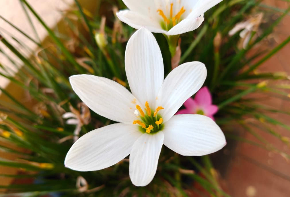 OnePlus Nord 6 camera sample.