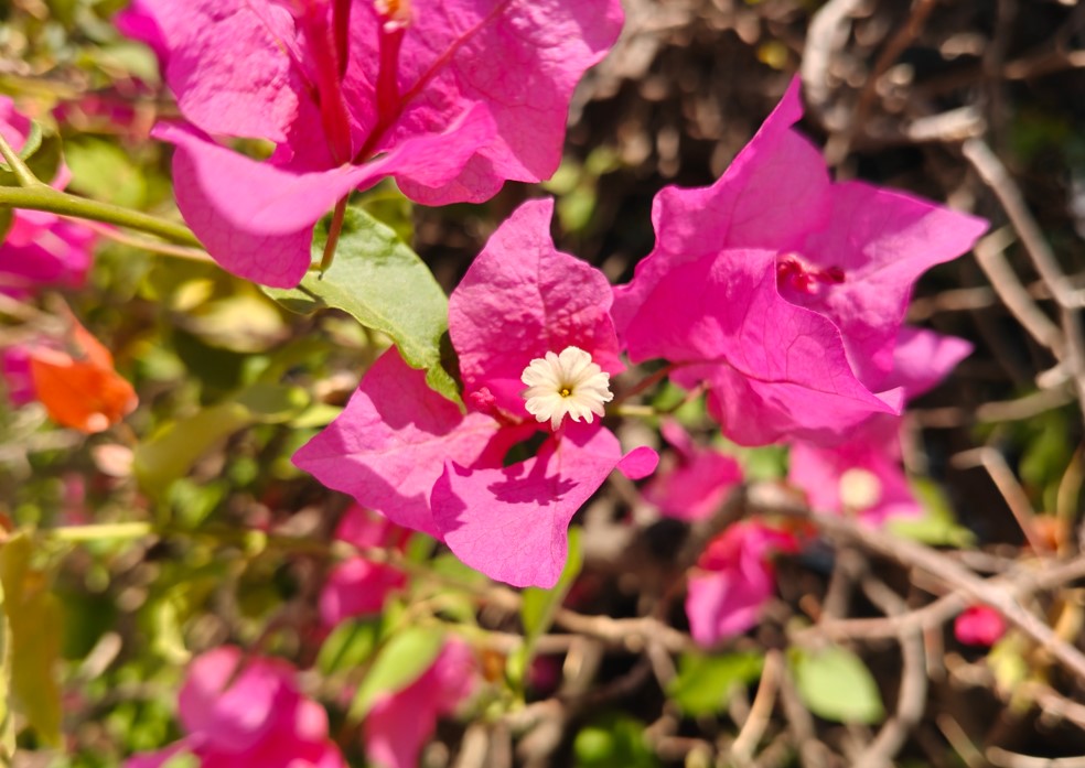 OnePlus Nord 6 camera sample.