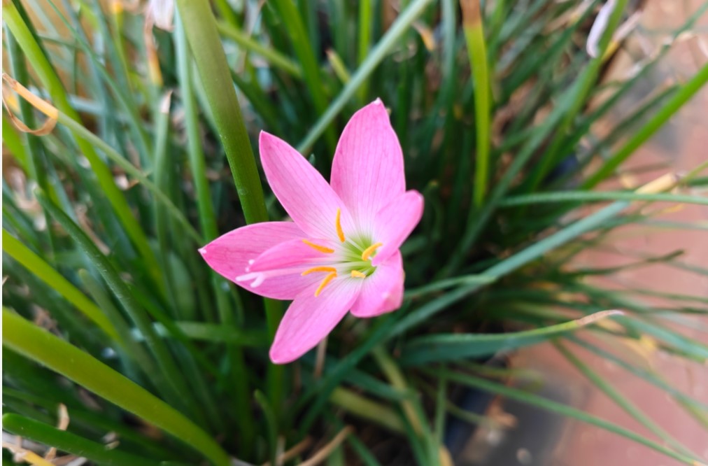 OnePlus Nord 6's camera sample.