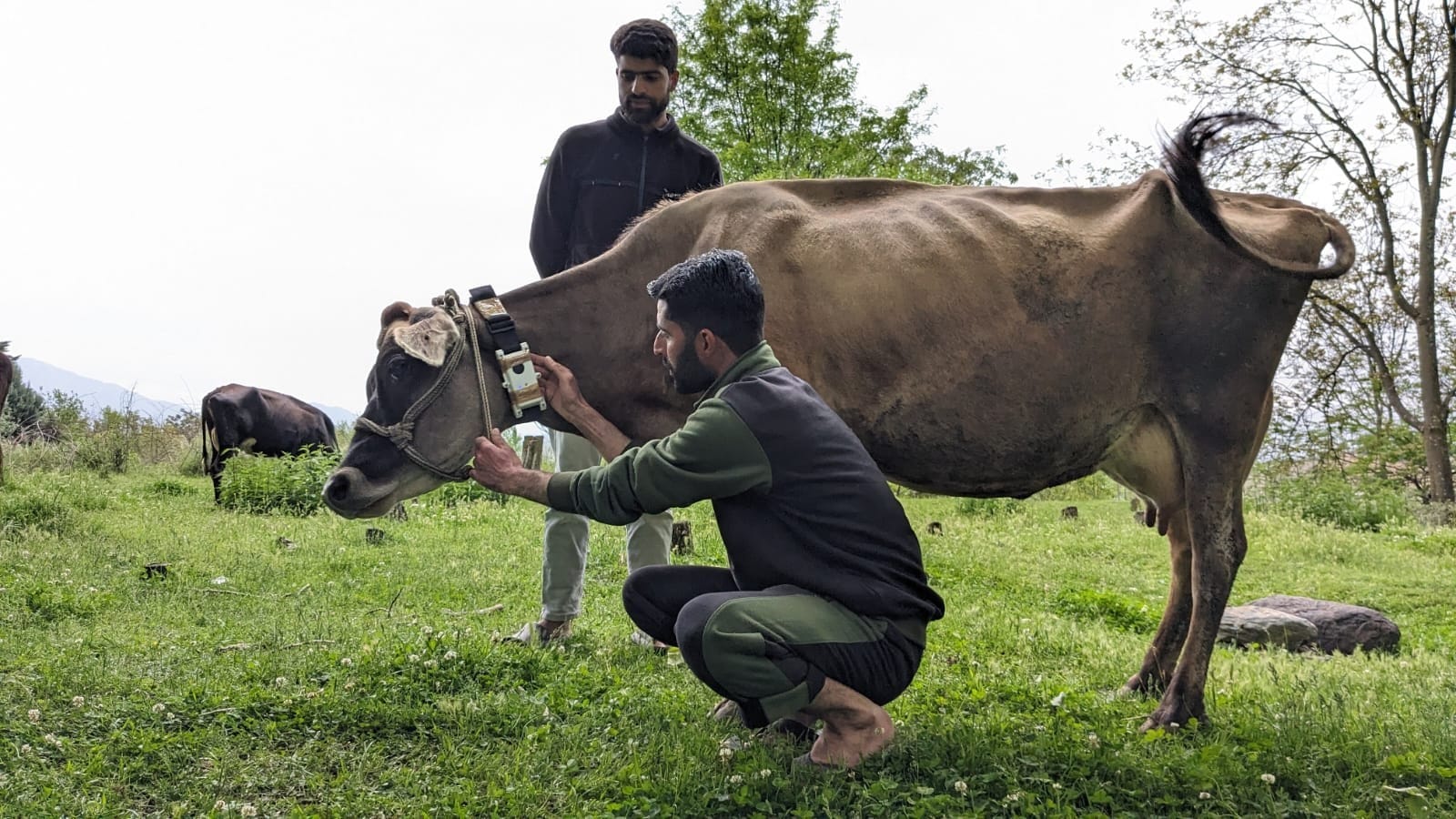 AI around neck: How a smart sensor is transforming dairy farming