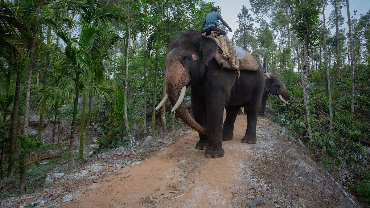 Fatal wild elephant attacks put Kerala govt in a spot