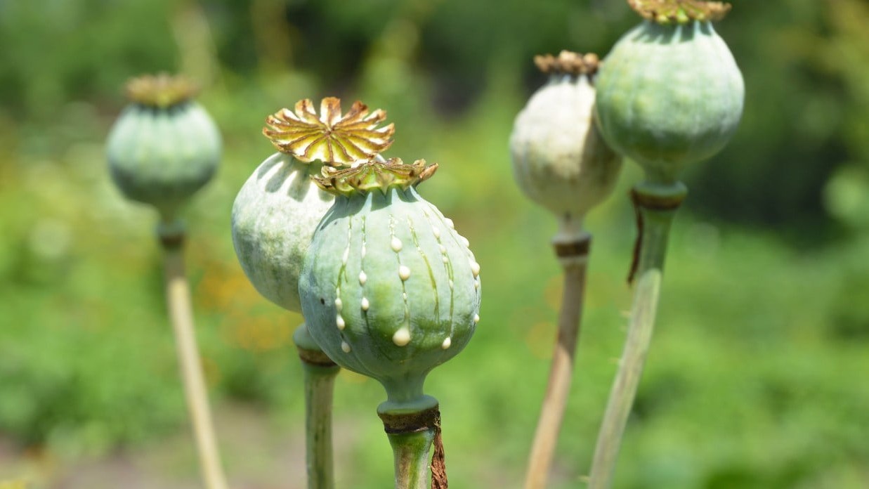 Over 21 kg of poppy seized in Jammu and Kashmir's Kathua, one booked