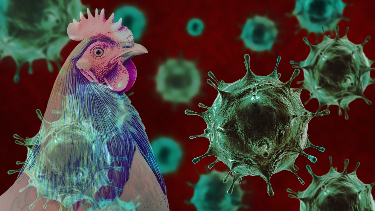Bird flu in Bengaluru: H5N1 confirmed at Hesaraghatta state poultry farm