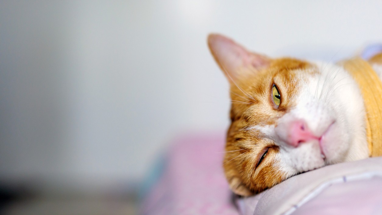 Word of the day, April 19: ‘Languid’