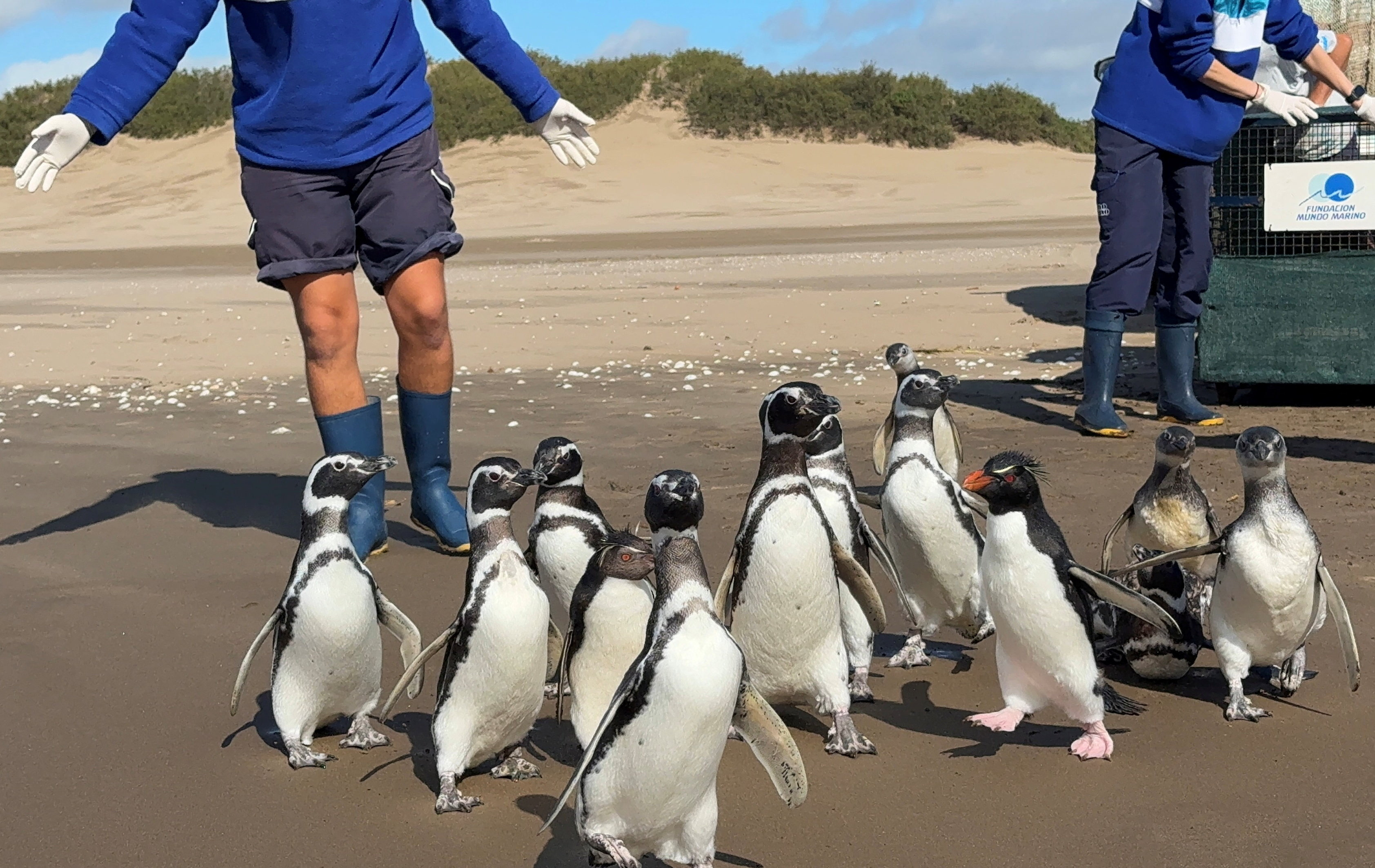 Rehabilitated penguins stand on the shore of the beach as members of the Fundacion Mundo Marino rescue team release them into the sea, in San Clemente del Tuyu, Argentina. Reuters 