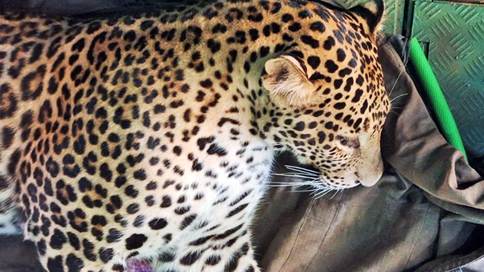 Leopard rescued within hours of its entry into Mysuru house