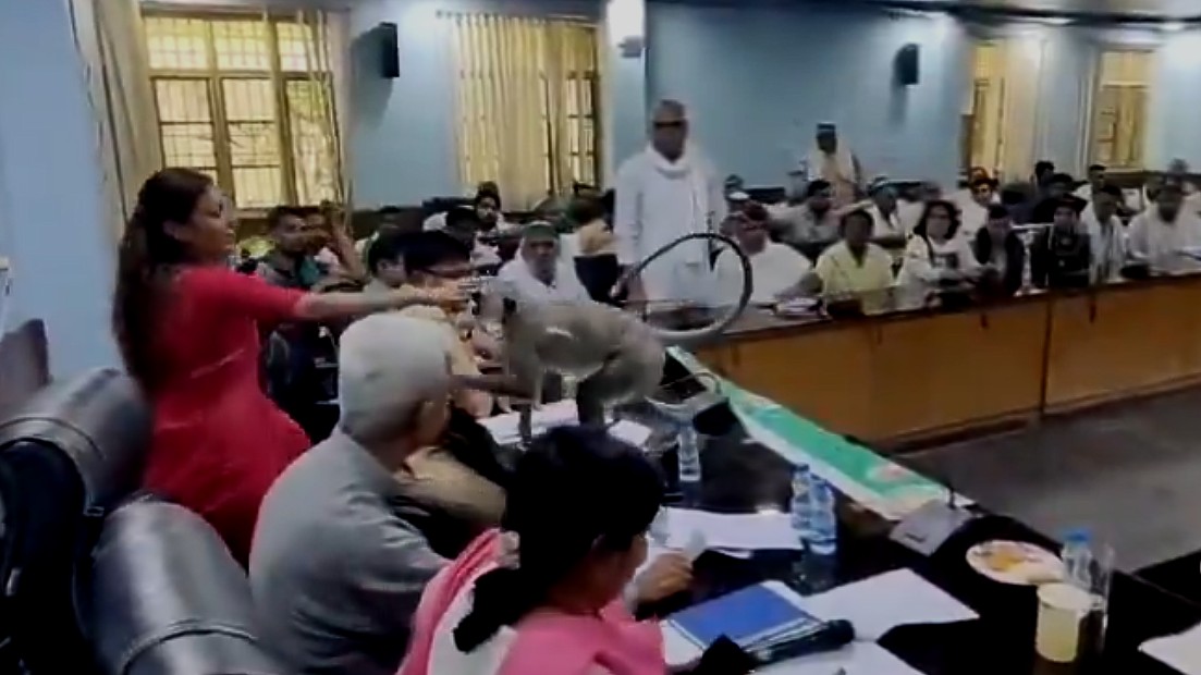 Uninvited but not unwelcome! Langur 'Matru' enters Baghpat DM's meeting with farmers, video goes viral