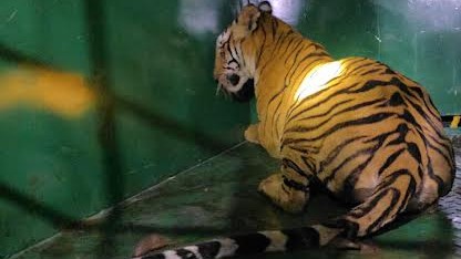 Tigress rescued in Hediyala range, shifted to Bannerghatta after night operation