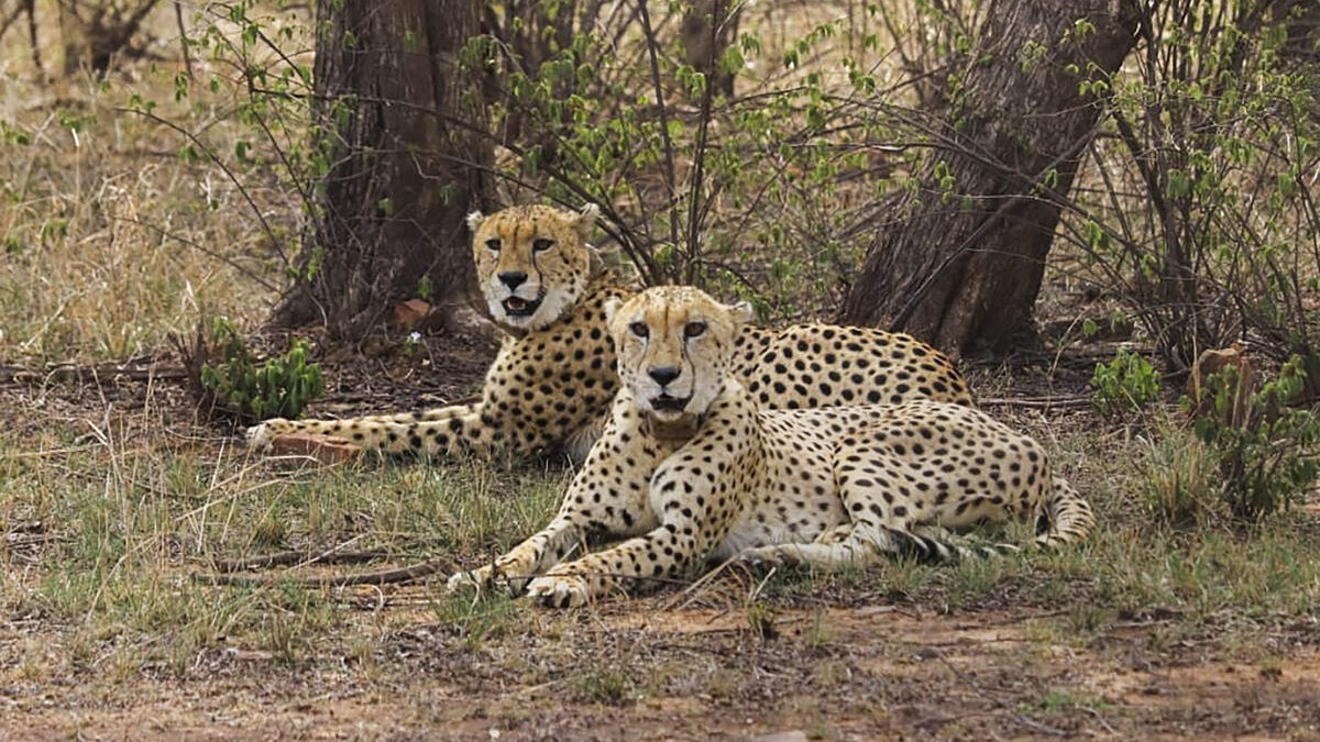 Four cheetahs from South Africa arrive at Bannerghatta Biological Park