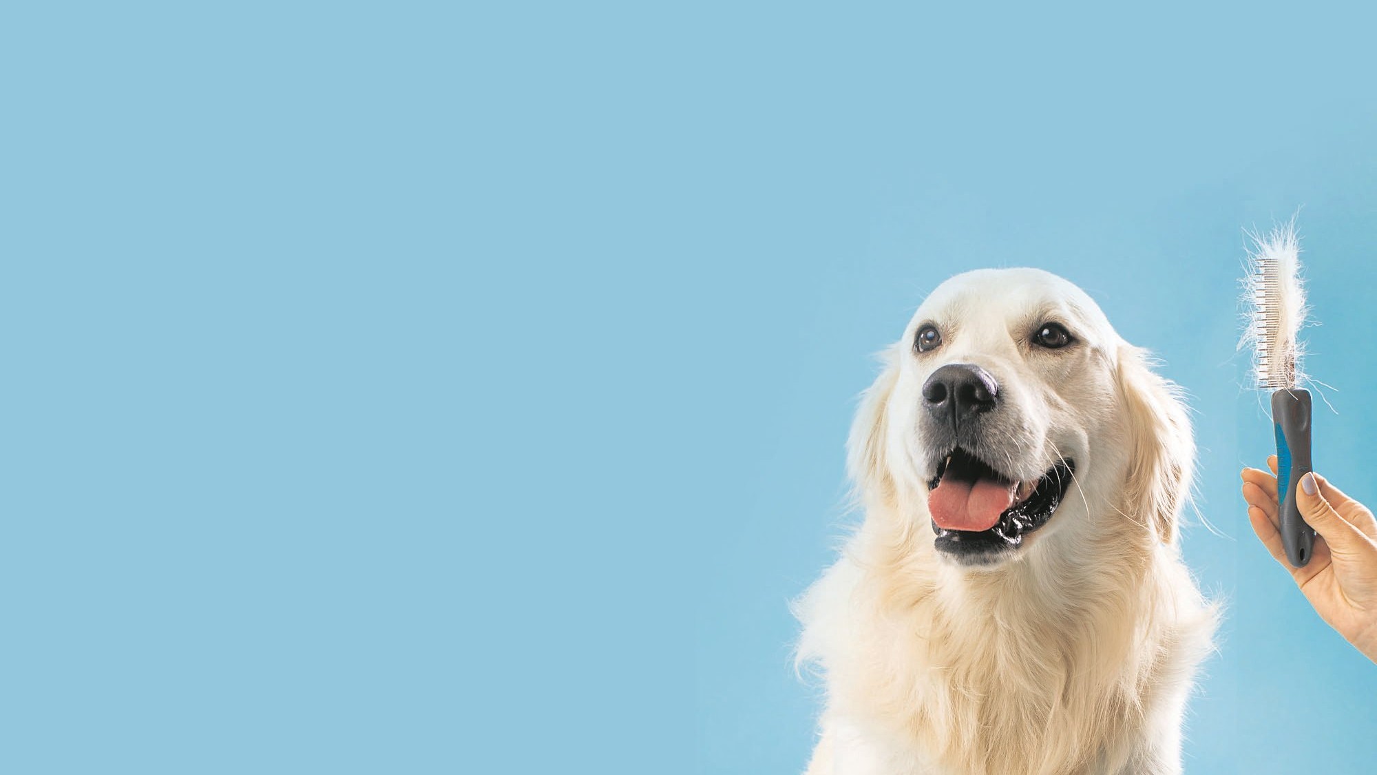 PAWS & LIFE: Being like fur in the sunlight