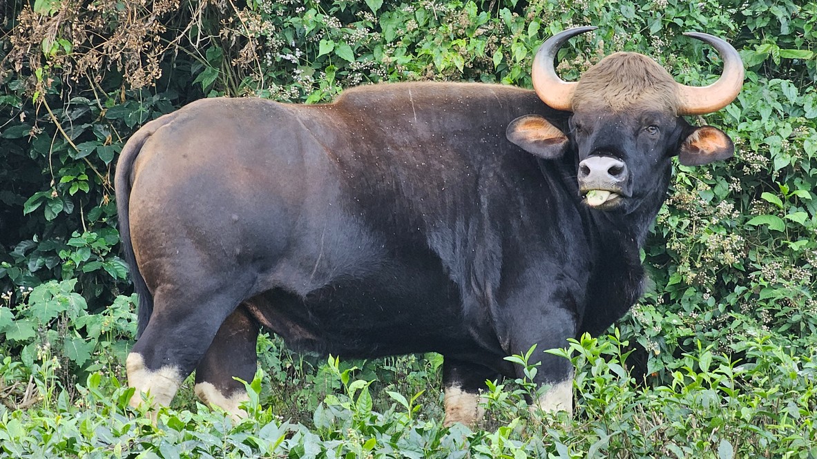 Indian Gaur attack claims life of plantation worker in Kalasa