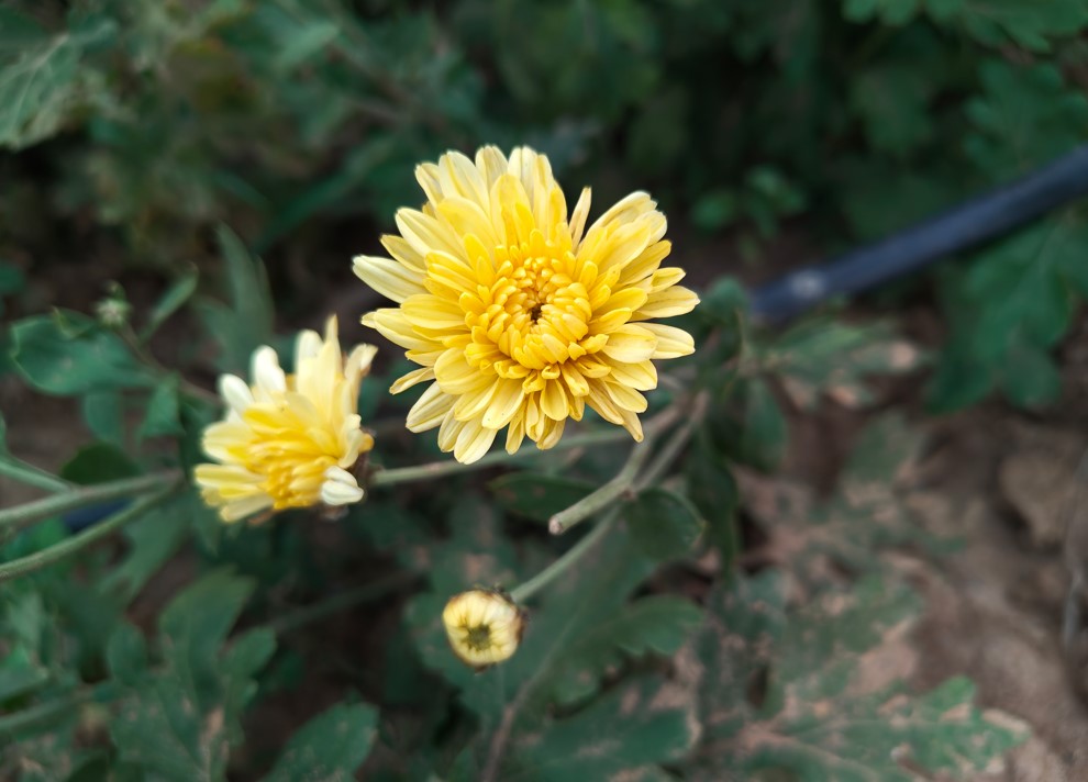 Nothing Phone (4a) Pro's camera sample.