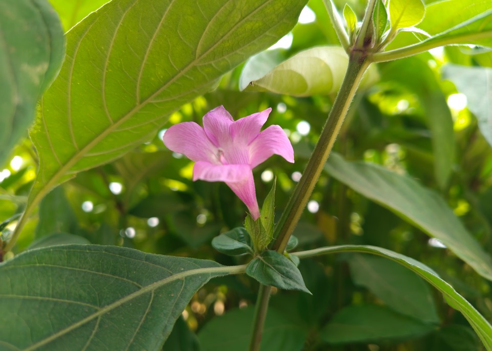 Nothing Phone (4a) Pro's camera sample.