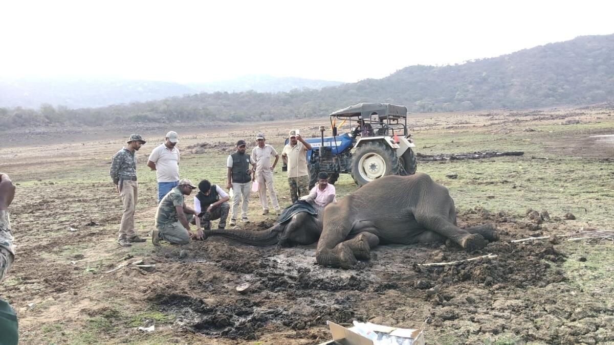 Wild jumbos stuck in slush rescued by forest dept in Karnataka's Chamarajanagar