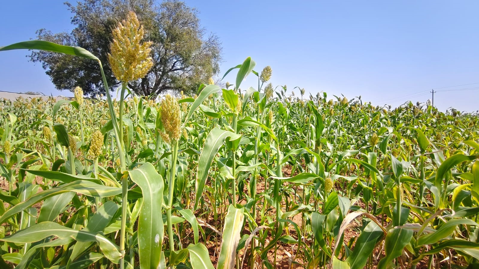 Maldandi white jowar cultivated on the banks of the Doni river in Vijayapura district. 