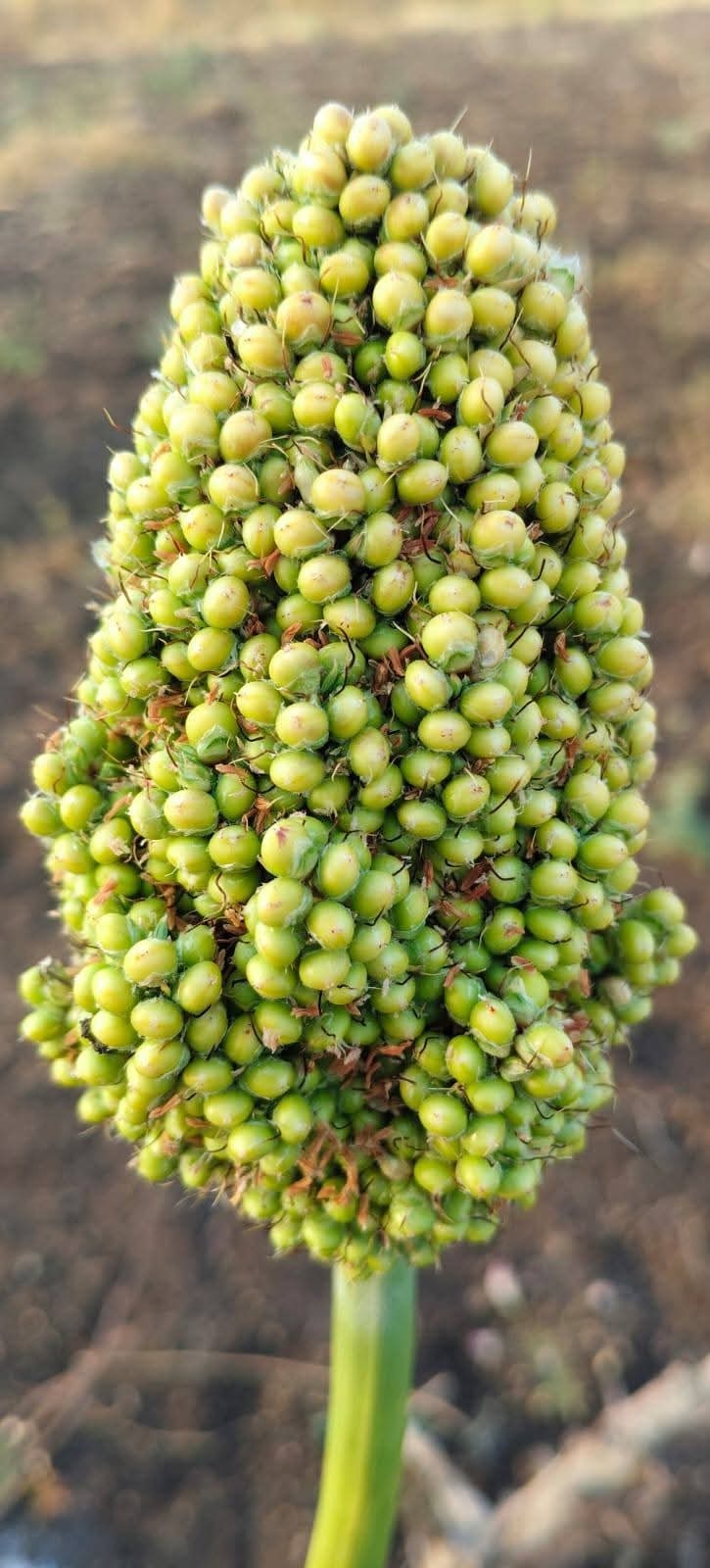 Maldandi white jowar. 