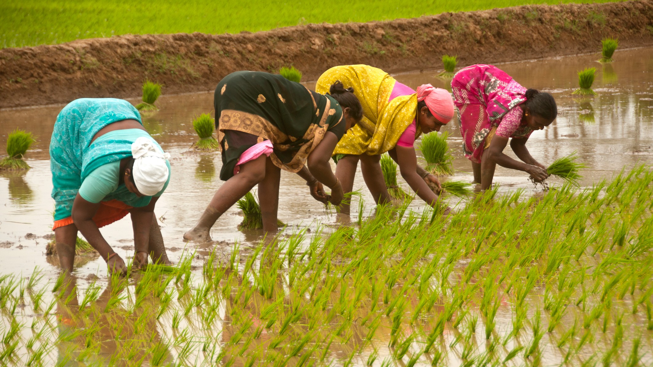 The farmer India refuses to see