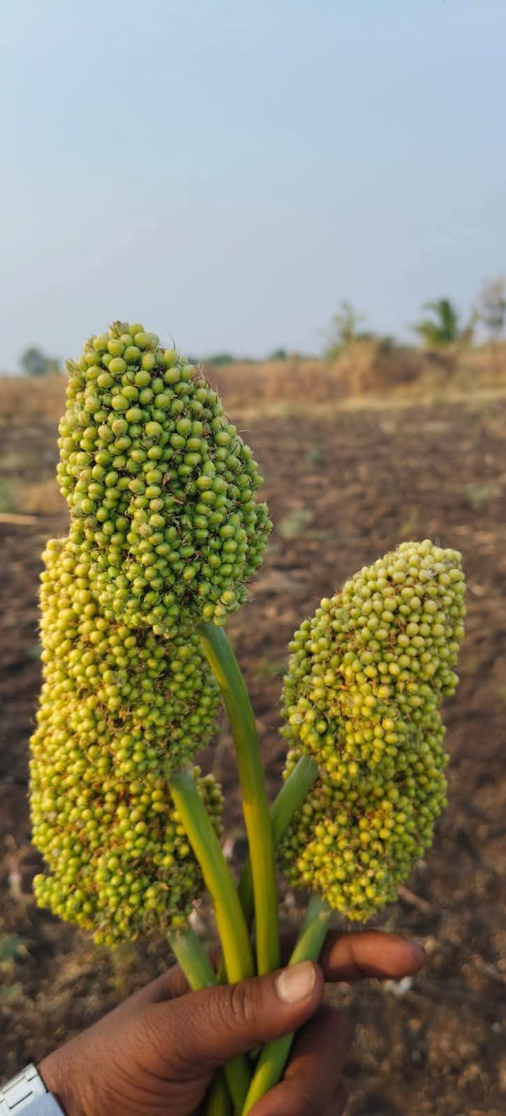 Maldandi white jowar. 