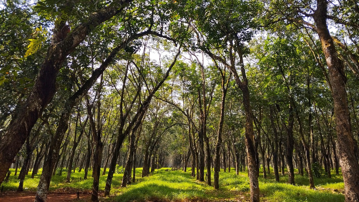 Word of the day, April 25: ‘Arboreal’