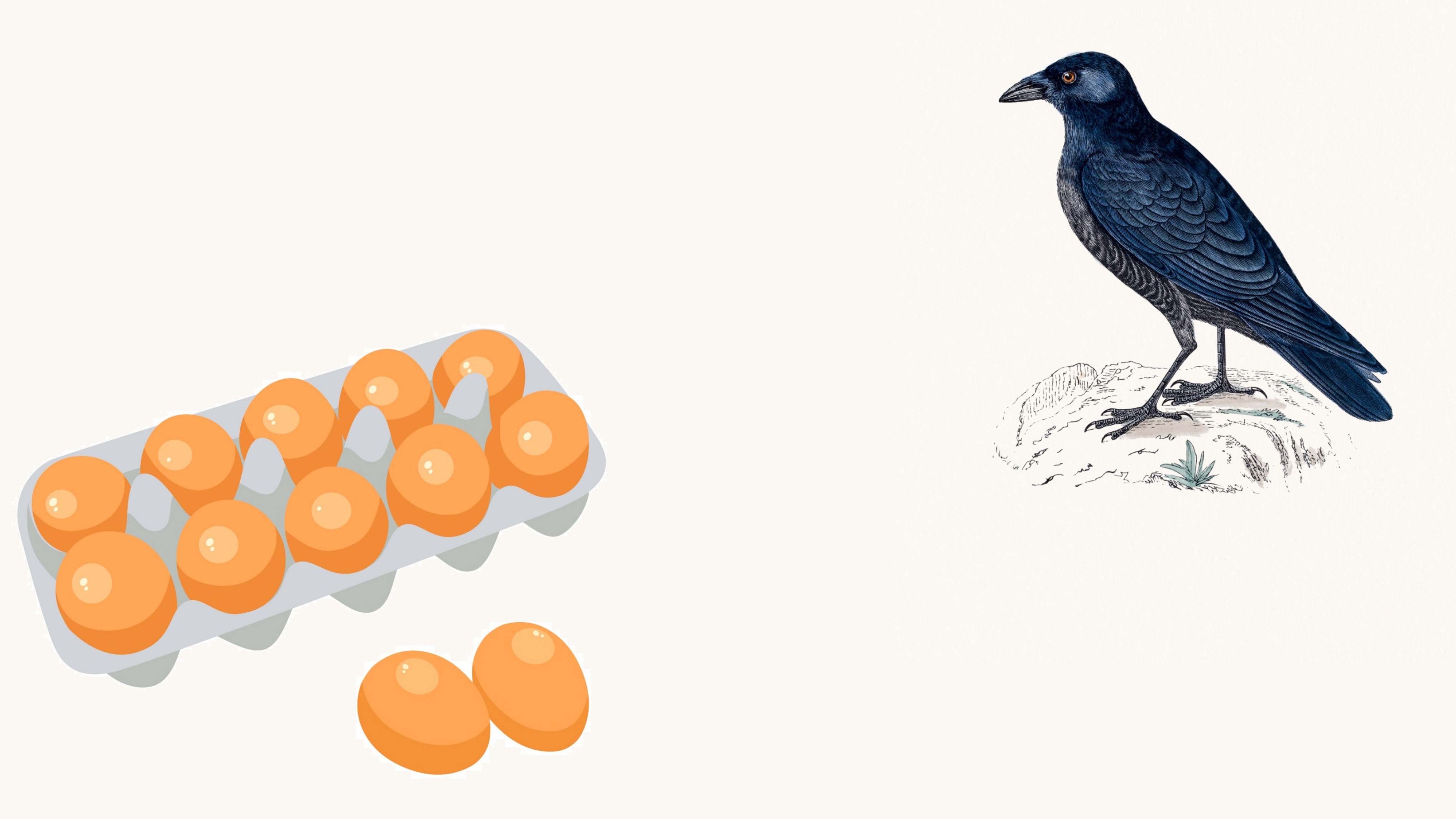 Curious case of the missing eggs and the crafty crow