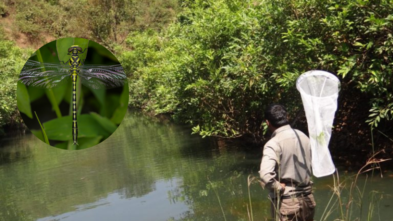 Concern as dragonfly, damselfly species decline in Western Ghats