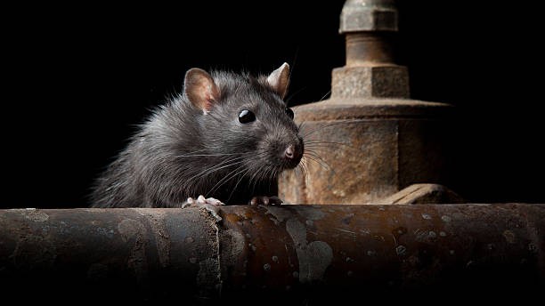Supreme Court 'taken by surprise' as rodents destroy banknotes seized in Bihar