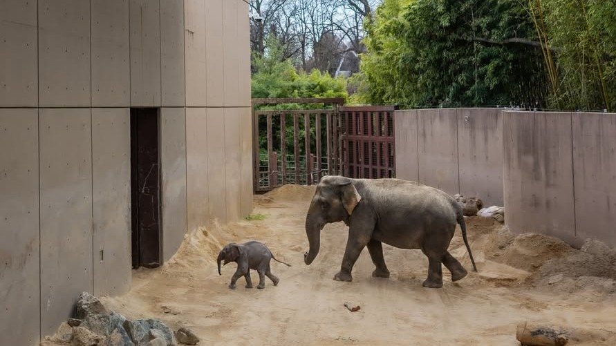 Who is 'Linh Mai'? Baby elephant from DC zoo breaks internet; visuals go viral