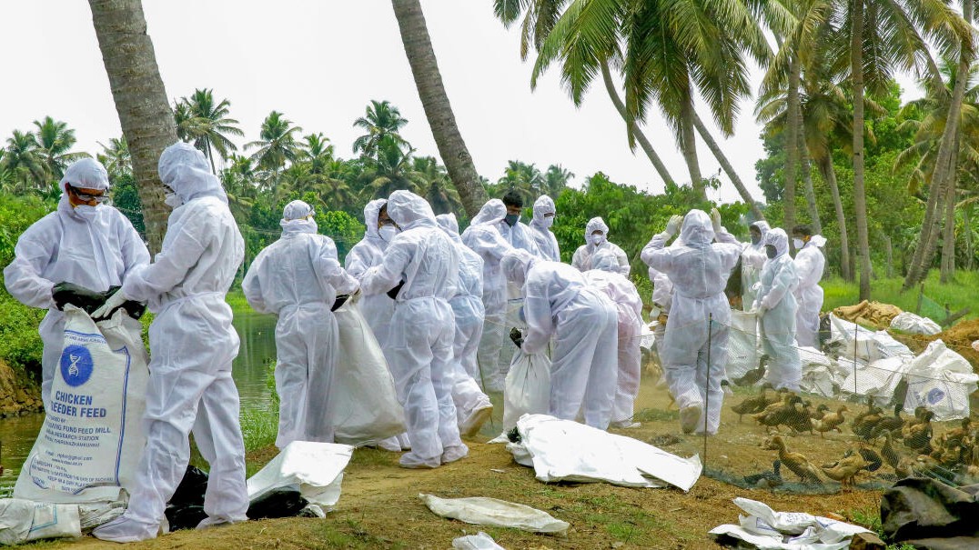 Health department completes 10-day H5N1 surveillance in Bengaluru's Hesarghatta, confirms no human cases