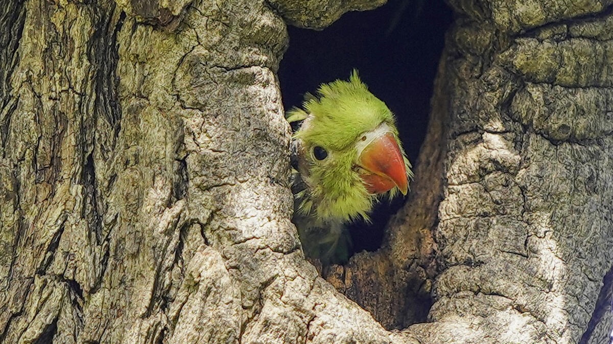 Parrots are 'wild animals', rules Bombay High Court; orders Maharashtra govt to compensate farmer for crop damage