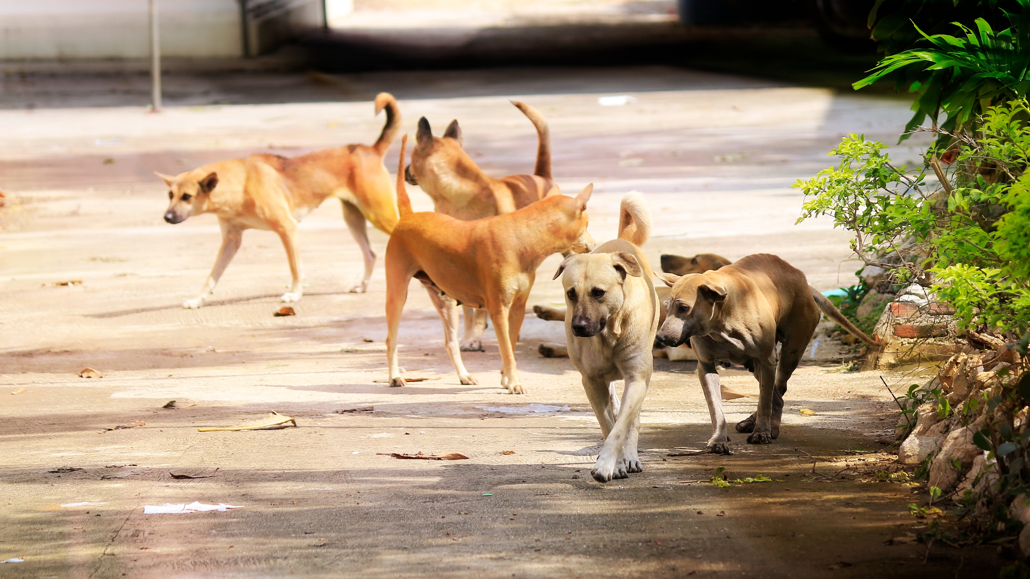 The dog story: Why do strays go on a biting rampage?