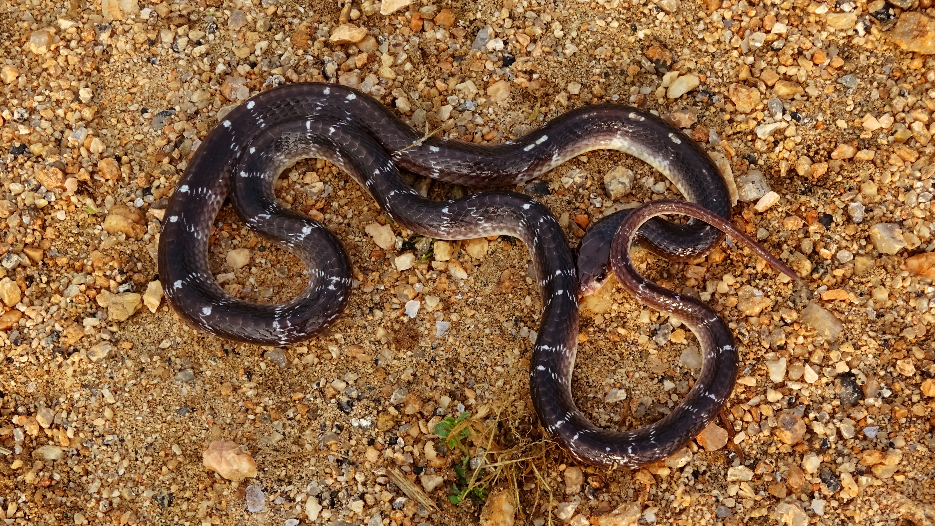 Five poisonous snakes found in house as scare keeps aggravating in Kerala